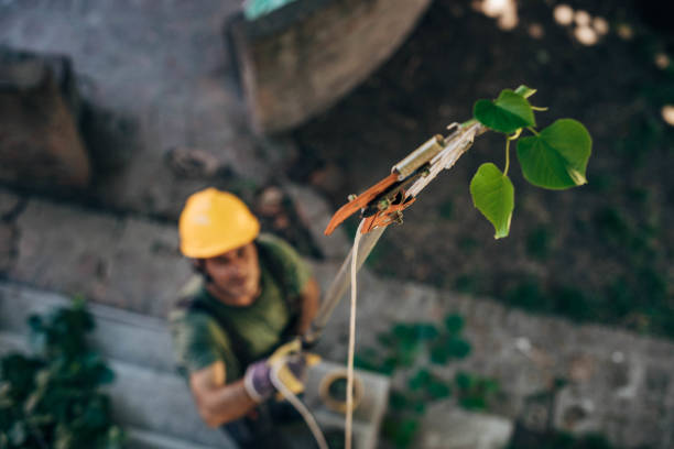 Trusted Swoyersville, PA Tree Service Experts